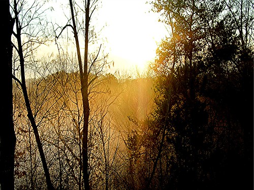 trees fog sunrise georgia woodstock