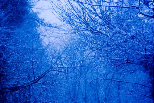 blue trees winter snow tree nature outside outdoors pentax outdoor nolan snowing tamron 28300mm k10 2007 28300 11107 k10d nolanphotography