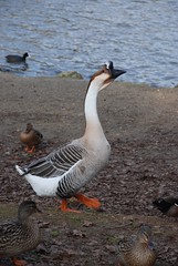 Goose - Photo of Moulismes