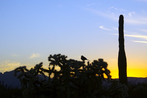 day2 cactus bird sunrise desert cactuswren springbreak07