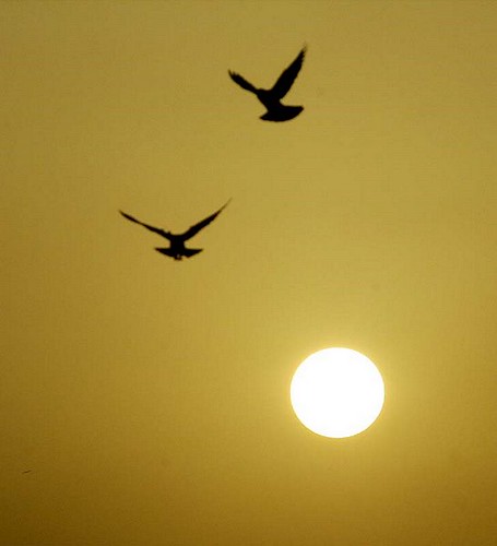 pakistan sun love birds sunrise fly interesting pigeons culture most hassan rise karachi norms mohsin values viewed relevant