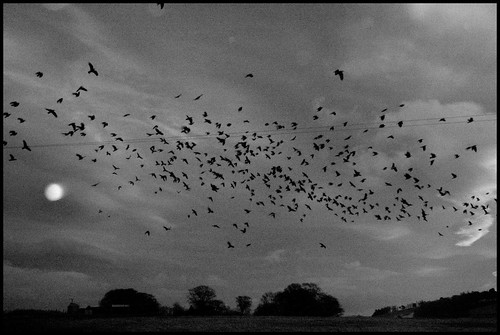 sunrise d50 scotland blackwhite nikon aberdeenshire crows balloch alford cairnballoch