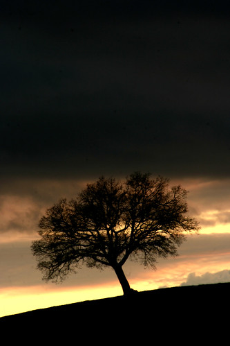 sunset geotagged tramonto albero vita stagioni maremma guccini magliano virgilio cavalieridellamancha cavallieasini ostinatiecontrari geo:lat=42593533 geo:lon=11329651