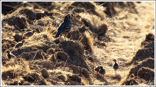 bird nature oregon wildlife corvallis quail wetland refuge
