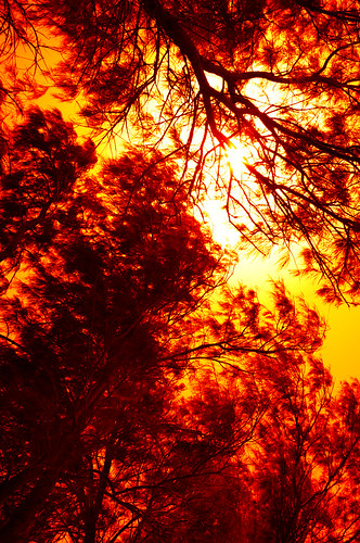 trees light shadow sun hot tree beauty landscape glare burn shade a aplusphoto ysplix