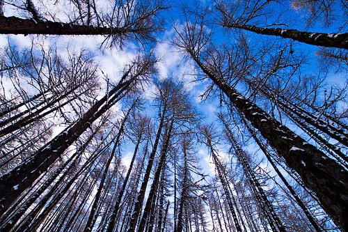 trees sky france alps forest europe fv10 1in10f50v dynax5d 123f1