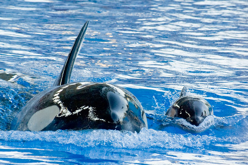 baby nature water animals interestingness whale orca seaworld killerwhale naturesfinest sigma70300mmapodgmacro pentaxk10d