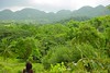 Westmoreland mountains, Jamaica