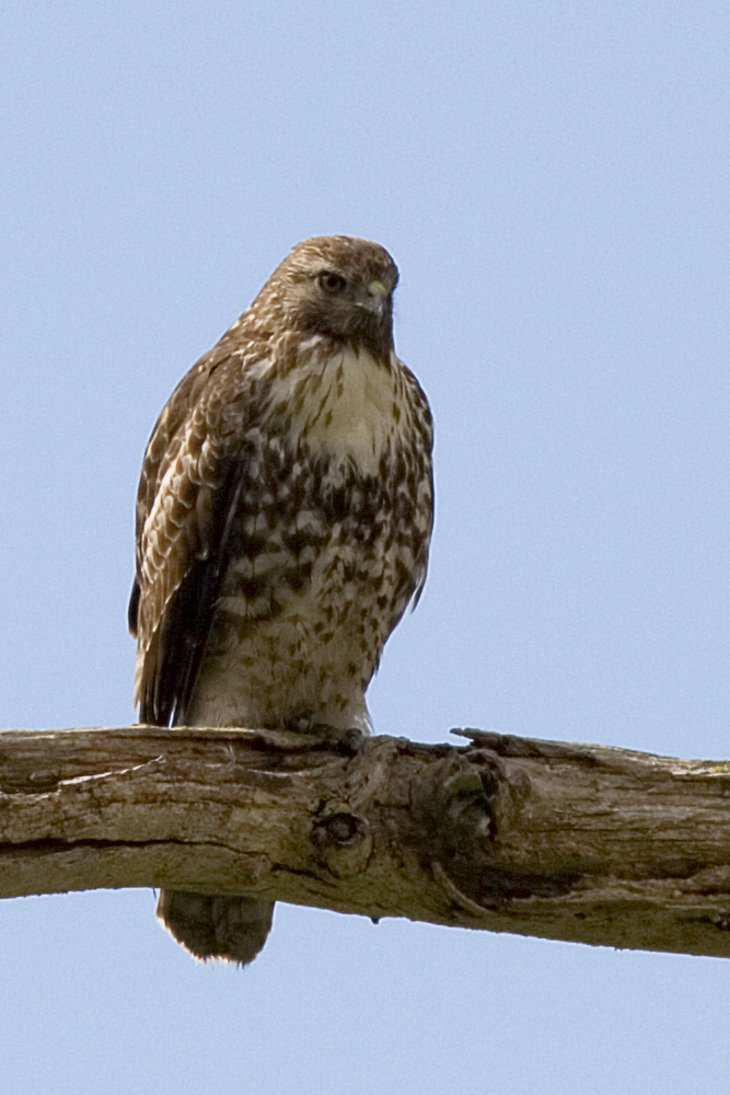 red-tailed-hawk_1