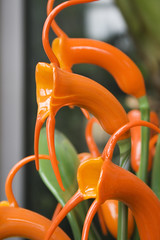 Glass Orchids