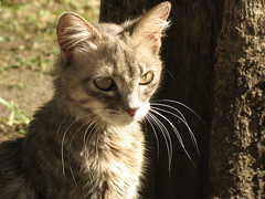 Gato Porteño