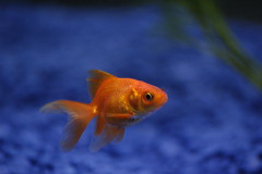 Derek the goldfish