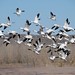 startled snow geese