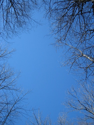 blue trees sky nature virginia cascades