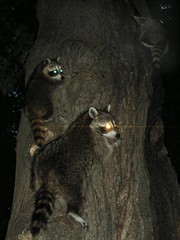 raccoon paparazzi