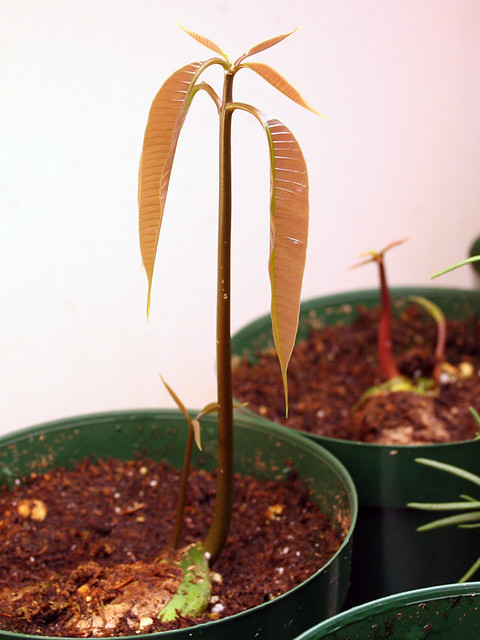 mango seed germination