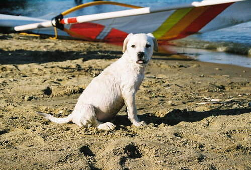 summer dog lake beach water puppy lawrence sand surf sunny canine ku shore sail kansas pup sailboard windsurf windsail clintonlake