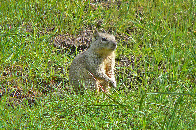 California Ground Squirrel Otospermophilus beecheyi  Flickr  Photo Sharing!