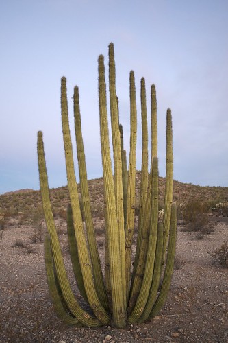 arizona cactus sunrise desert az day5 organpipecactus springbreak07
