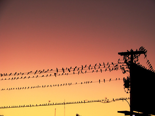 road street sunset usa bird birds texas mcallen rest migratory 10th resting trenton migrate