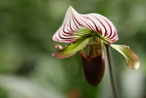 orchid macro floral pittsburgh phippsconservatory