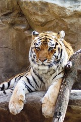 Portrait of a content tiger