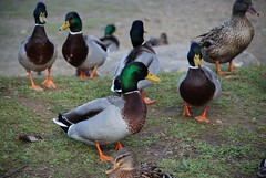 Mallard ducks - Photo of Persac