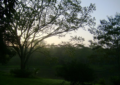 tree méxico sunrise mexico arbol amanecer tabasco villahermosa