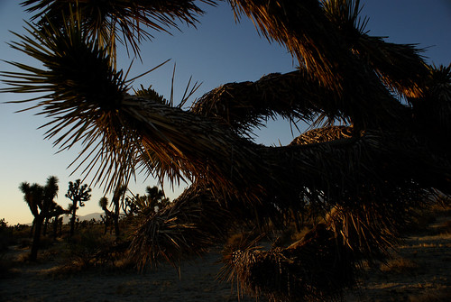 morning cactus tree sunrise desert joshua yucca