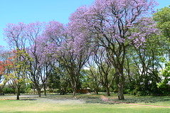Jacaranda Trees at Houghton Winery, Swan Valley, Perth