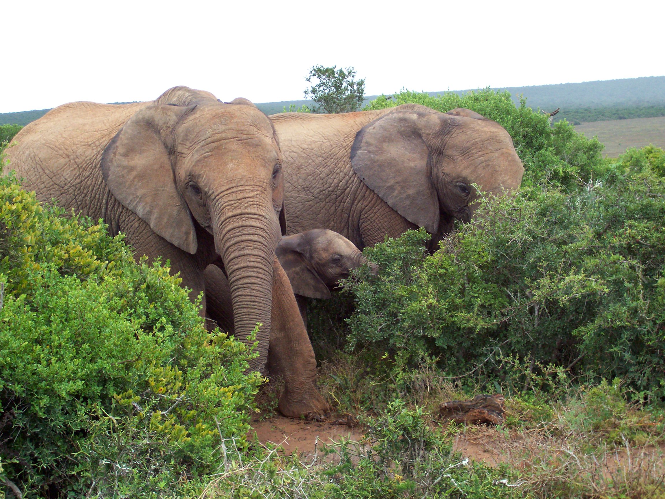 elephant safari eastern cape