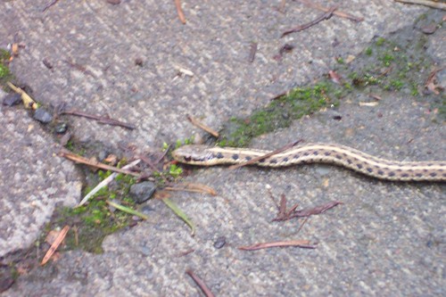 snake on our driveway