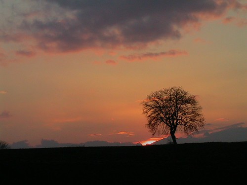 sunset tree turkey bursa günbatımı karaağaç guzin güzin fotoğrafkıraathanesi