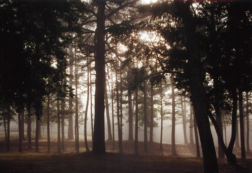 morning trees mist nature blogbar tokbadge