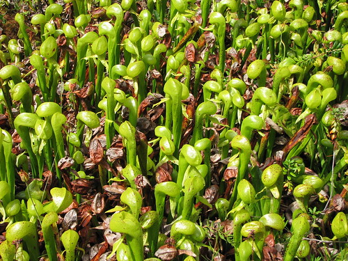 plant green oregon insect geotagged coast cobra lily or shore bog carnivorous californica darlingtonia darlingtoniacalifornica canons3