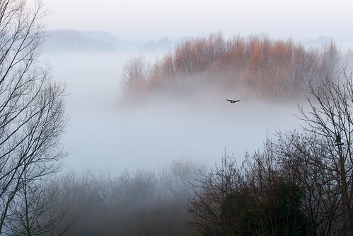 morning bird nature fog germany landscape nebel natur feld wiese landschaft morgen verden niedersachsen