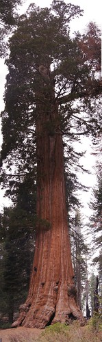 tree kingscanyon giantredwood