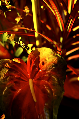 sunset flower fairmontorchid cutflower kohalacoast canonef85mmf18usm abigfave anthuriumtrinidad