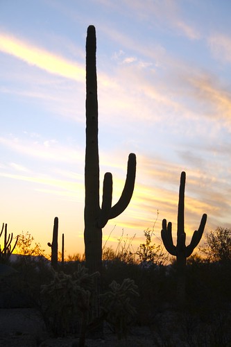 day2 cactus sunrise desert saguaro springbreak07
