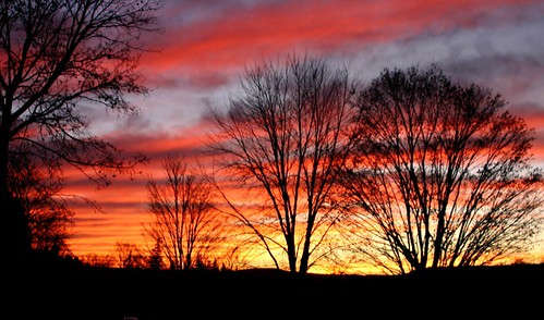 trees winter sunset sky orange silhouette colorful periwinkle