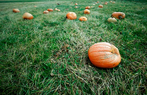orange green grass canon pumpkin geotagged pennsylvania 2007 30d uniontown efs1022mmf3545usm