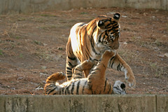 National Zoo Tigers 30  Dec 2006 043