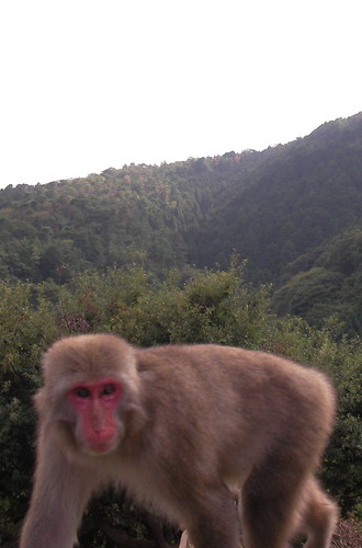 Arashiyama monkey