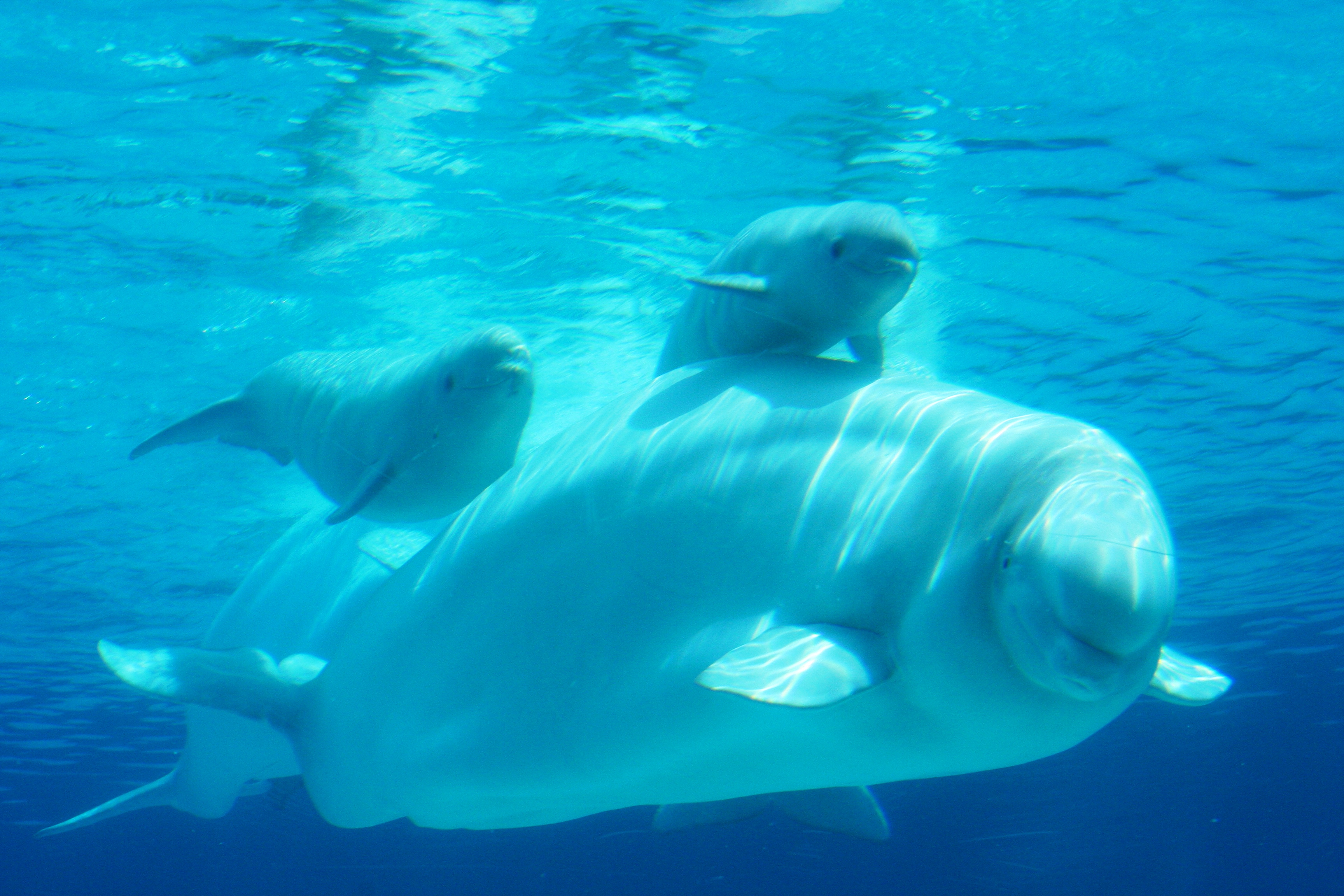 К какой группе обитателей океана относятся белухи. Полярный Дельфин Белуха. Белый Дельфин Белуха. Белый Полярный кит Белуха. Белуха (млекопитающее).