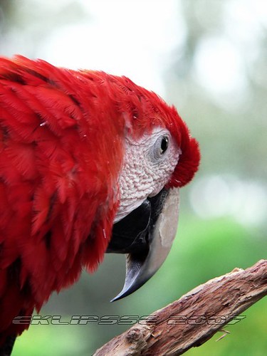 bird birds florida cockatoo macaw scarletmacaw naturephotography exoticbirds sainteaugustine eklipsse lucianbadea wlny:geotagged=1