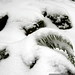 snowed in fern    MG 9187