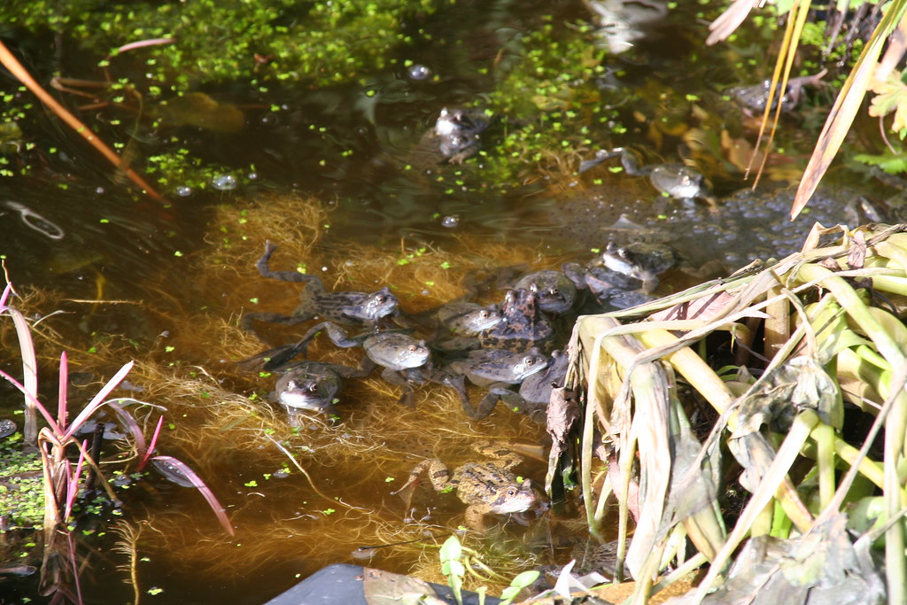 Lots of frogs