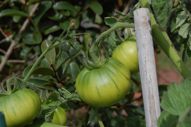Tomatoes, waiting to sun ripen