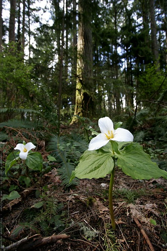 trilliums springing up all over    MG 1994