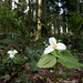 trilliums springing up all over    MG 1994